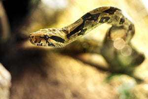 Reptielen en slangen